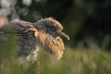 Young pigeon sitting on grass, baby bird closeup