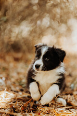 Black and white border collie puppy running in the park
