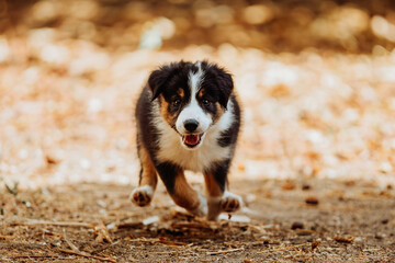 Border collie puppy running in the park