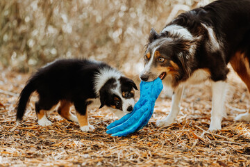 Obraz premium Mother and puppy border collies playing in the park