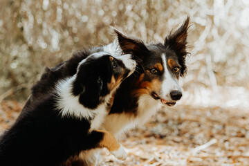 Mother and puppy border collies in the park