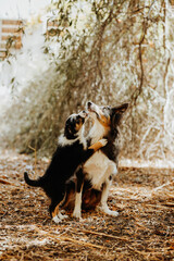 Mother and puppy border collies in the park