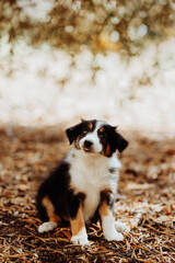 Border collie puppy sitting in the park