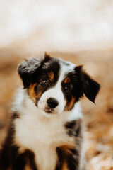 Border collie puppy autumn portrait