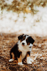 Border collie puppy sitting in the park