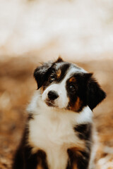 Border collie puppy autumn portrait