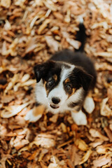 Border collie puppy in autumn leaves portrait
