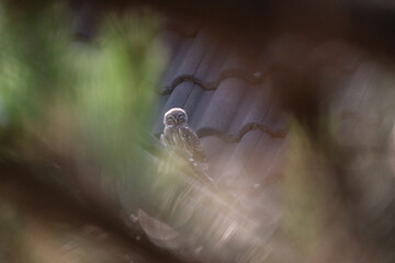 The owl at dusk before flight
