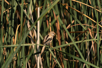 Juvenile Bearded Reedling in the reeds on the lake