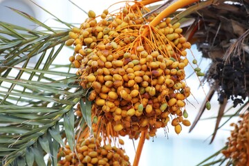 Dates ripening, date palm garden, close up.