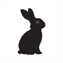 black rabbit