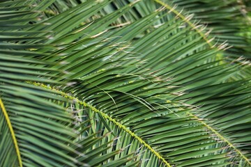 Green large palm leaf, close up, background.