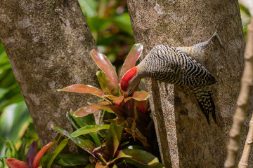 West Indian Woodpecker sitting on a tree and drinking rain water collected in the plant