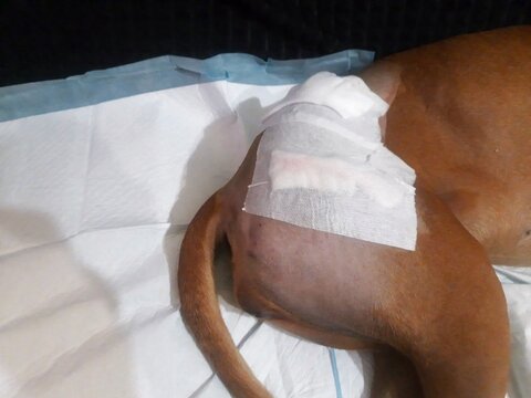 La operaci&oacute;n de displasia de cadera en perros. B&oacute;xer alem&aacute;n
