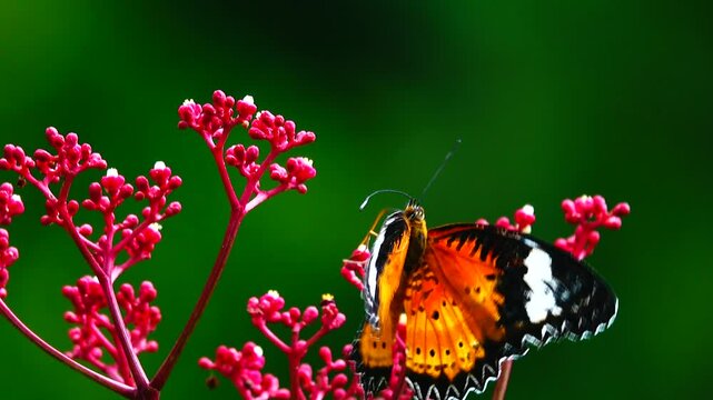 A colorful butterfly is perched on a small red flower. The butterfly's wings are intricately patterned in orange, black, white, and yellow, with black spots and lace-like wing edges.