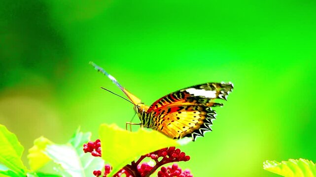 Thai butterfly in garden garden summer flower and butterfly flower butterfly flower butterfly