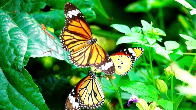 A colorful butterfly is perched on a small red flower. The butterfly's wings are intricately patterned in orange, black, white, and yellow, with black spots and lace-like wing edges.