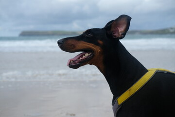 Dobermann at Tregirls Beach Padstow Cornwall UK Last day of September secluded beach at the mouth of the Camel Estuary