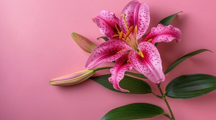 Lily flower on soft color background, romantic feminine composition, wedding invitation concept.