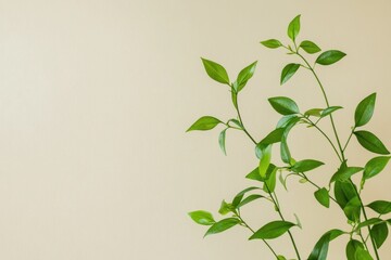Obraz premium Green houseplant branches against a soft beige wall create a calming indoor atmosphere in a well lit space