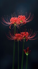 Obraz premium Lycoris radiata (Red Spider Lily) flowers on dark color background, dramatic romantic sad concept, mysterious beauty.