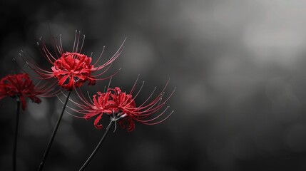 Lycoris radiata (Red Spider Lily) flowers on dark color background, dramatic romantic sad concept, mysterious beauty.