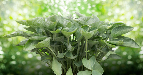 Hosta plant bush isolated on a blurred garden background