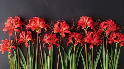 Obraz premium Lycoris radiata (Red Spider Lily) flowers on dark color background, dramatic romantic sad concept, mysterious beauty.