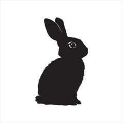 white rabbit isolated on white background