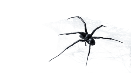 Halloween black spider on web, transparent background