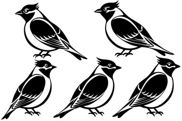 A set of cute birds Cedar Waxwing vector art illustration 