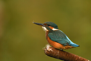 Eisvogel