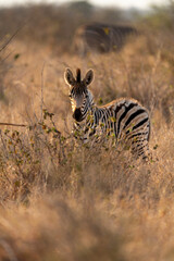 zebra in the wild © Ruwen