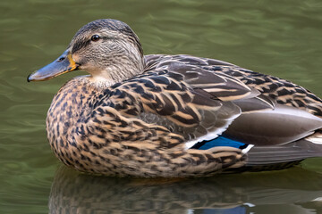 ducks in the pond on the water 