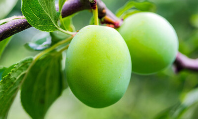 plum fruit