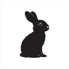 white rabbit isolated on white background