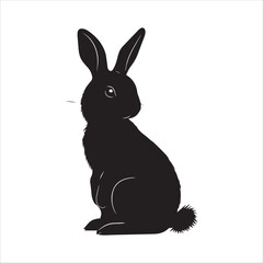 white rabbit isolated on white background