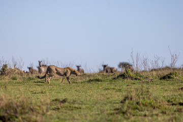 Cheetah walking in the grasslands with other animals in background