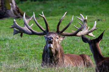 Schreiender Hirsch