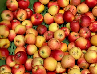 A lot of red and yellow apples in the box in the store. Harvesting apples
