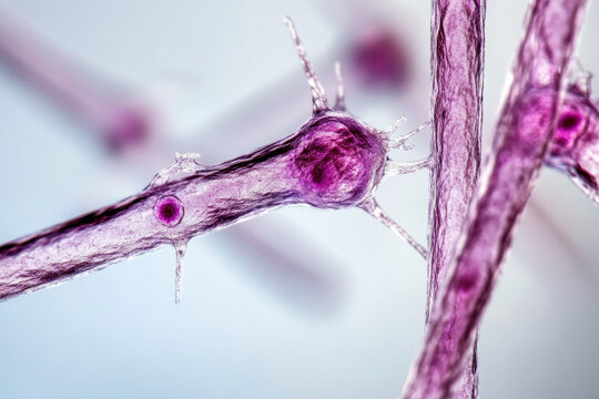 Clostridium botulinum bacterium on white background. Science, health, medicine, people diseases concept
