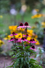 Autumn blooming colorful flowers. Selective close-up, blurred background