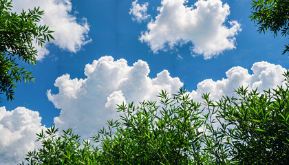 Obraz premium Nuages blancs sur fond de ciel bleu et feuillage vert