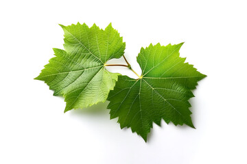 fresh young vine leaf, grapevine isolated on white background
