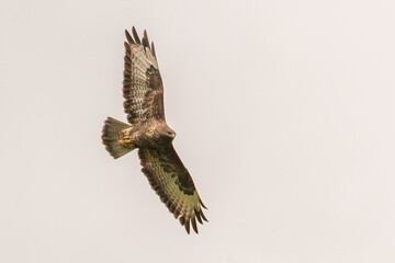 Aufnahme eines Mäusebussards im Flug