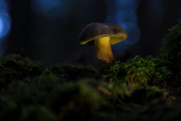 Aufnahme von ess und nicht essbaren Pilzen im Wald mit moosigen Boden