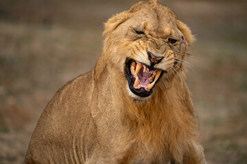 roaring lion