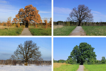 the seasons. oak in the field in spring, summer, autumn, winter. a collage of 4 seasons. changes in nature