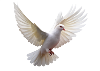 Flying pigeon bird isolated on white background. 