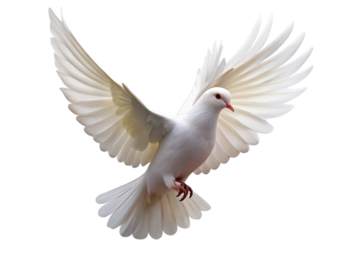 Flying pigeon bird isolated on white background. 